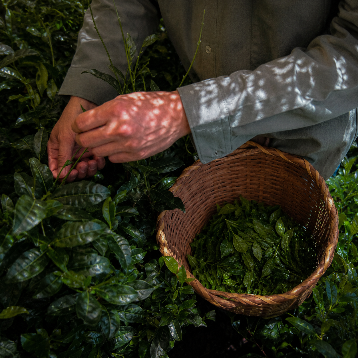 Was ist Ceremonial Matcha? Der komplette Guide zu Qualität, Herkunft und Herstellung