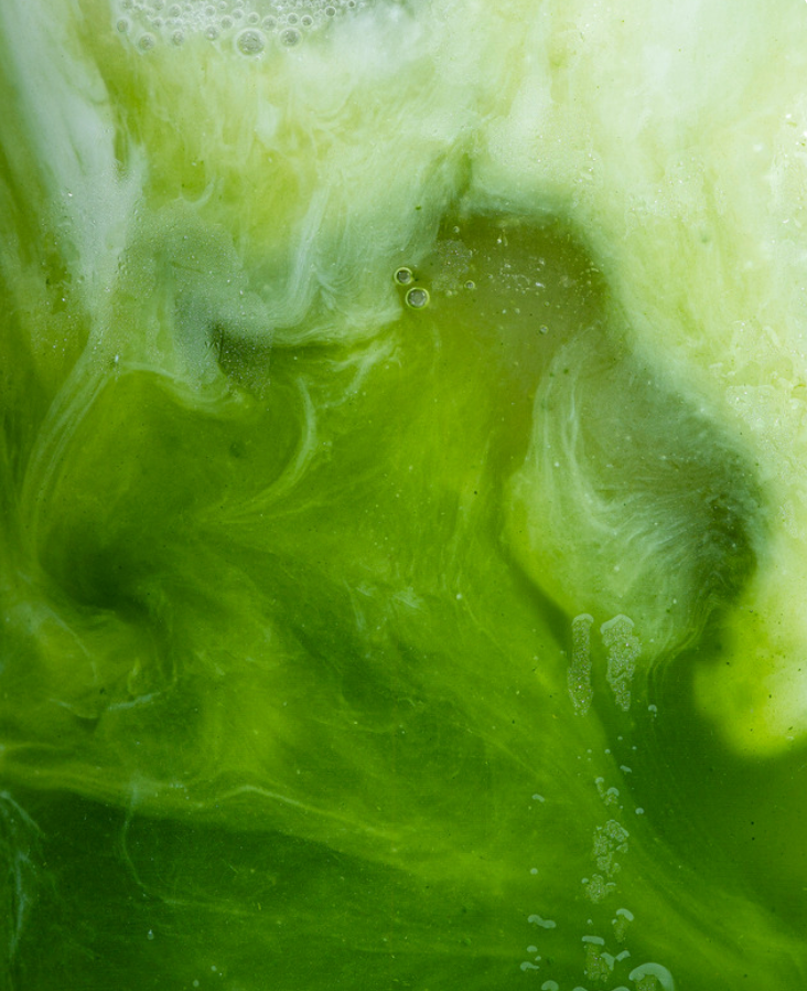 Maison Matcha Matcha Latte